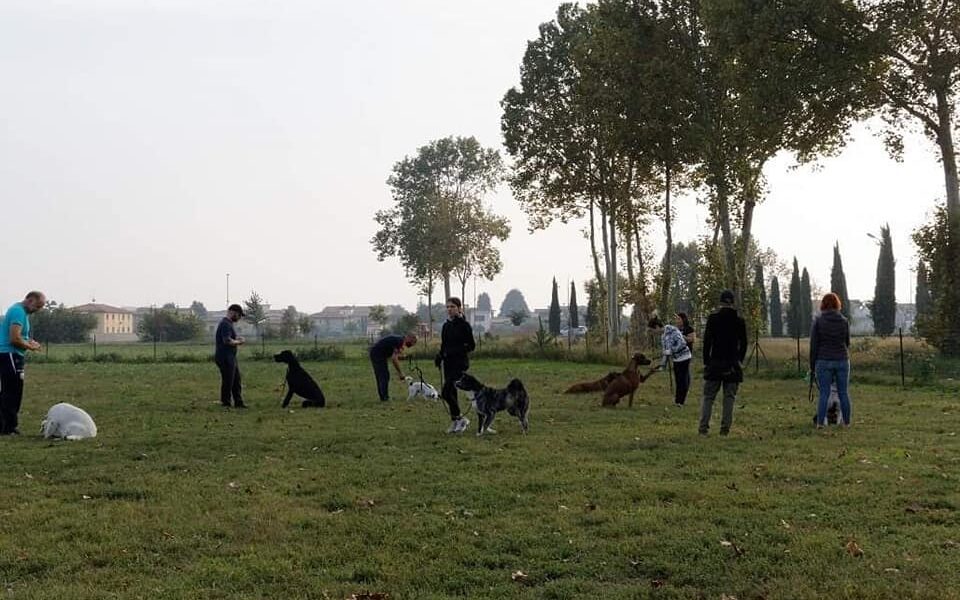 Educazione cinofila di gruppo